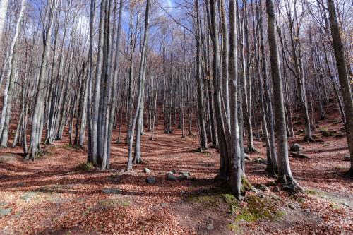 a wooded area with many trees and leaves on the ground at Viandanti, Artisti e Sognatori in Comano
