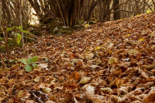a pile of leaves on a hill in the woods at Viandanti, Artisti e Sognatori in Comano