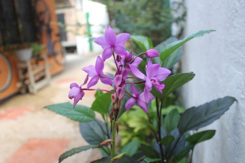 a bunch of purple flowers in front of a wall at Casa Nora & Alejo in Leticia