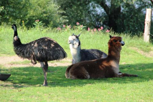 three ostriches standing in the grass in a field at Hotel Thormählen in Lübeck