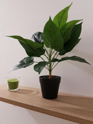 a plant in a black pot sitting on a shelf at Szilas Park Motel in Nagytarcsa