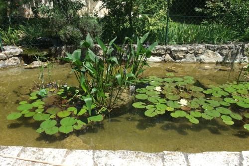 a pond with a plant in the water with lilies at Gite La Paillote in Montauroux