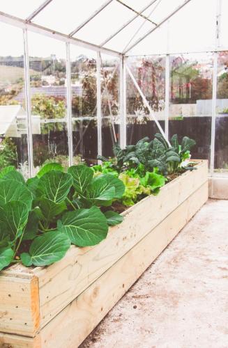 a greenhouse filled with lots of green plants at Oamaru Backpackers in Oamaru