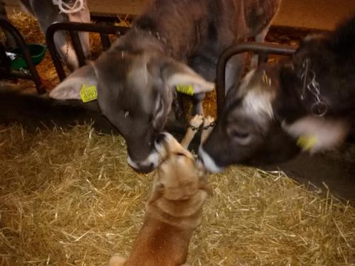 two cows are looking at a baby goat at Pitterle Hof in Meltina