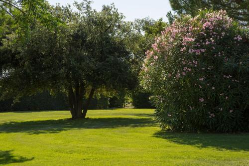 a park with a tree and a bush with pink flowers at Villa Aia Vecchia in Bibbona