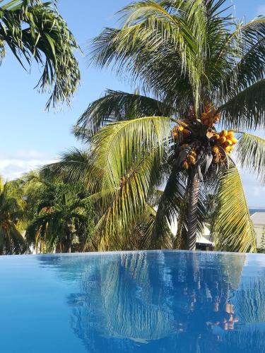 a palm tree sitting next to a swimming pool at Villa Les Nereides in Le Moule