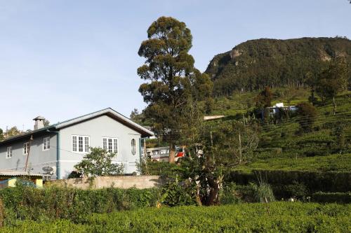 a house on a hill with a tree in a field at Pedro View Homestay in Nuwara Eliya