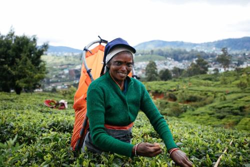 a woman kneeling in a field with a backpack at Pedro View Homestay in Nuwara Eliya