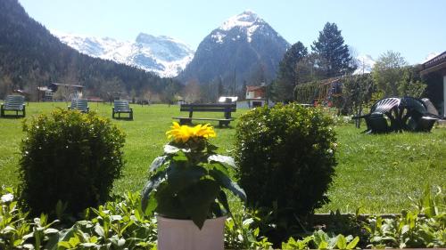 a flower in a vase in a field with mountains at Apartments & Zimmer Urschnerhof in Pertisau