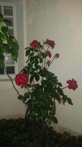 a plant with red flowers in a pot at Meu Cantinho da Paz Em Águas de Lindóia in Águas de Lindóia