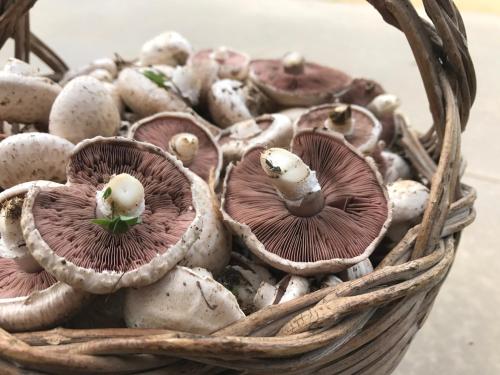 a basket filled with mushrooms on a table at Saludi&Trigu - Rural Apartments in Iglesias