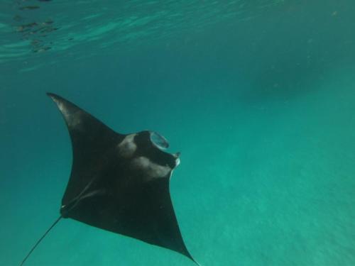 a stingray swimming in the water in the ocean at Island Home Inn in Ukulhas