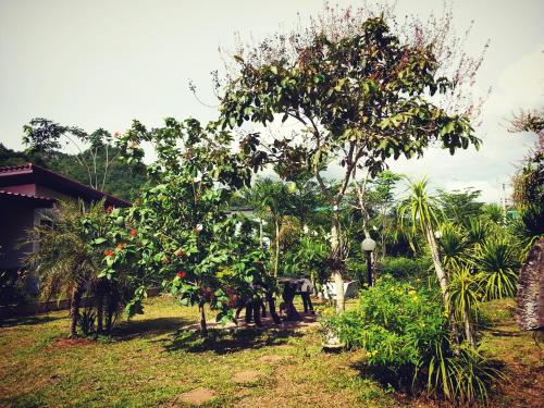 a garden with fruit trees and a house at Baan Khaoneawdum in Nong Nam Daeng