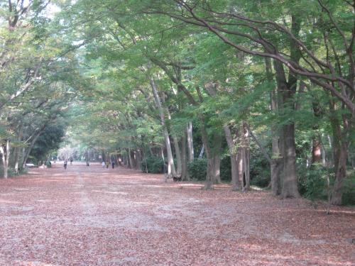 a tree lined path in a park with leaves on the ground at Guesthouse Hyakumanben Cross in Kyoto