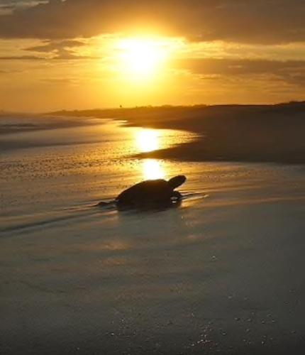 a dog laying on the beach at sunset at Casa Cometa in San Agustinillo