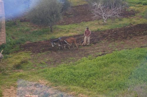 a man is plowing a field with two horses at Le jardin d'habiba in Rhorm el Alem