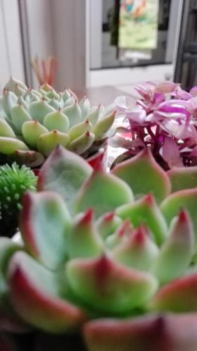 a bunch of green and red plants on a table at DiVino in Villa Viani