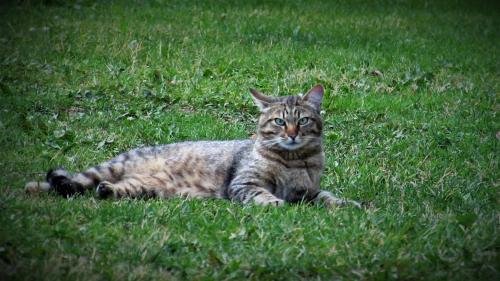a cat laying in the grass in the grass at Männi Farm Holiday House in Eoste