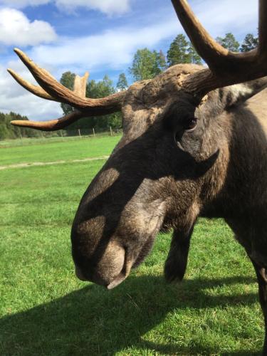 a bull with long horns standing in a field at Ferienhaus am Mycklaflon in Eksjö