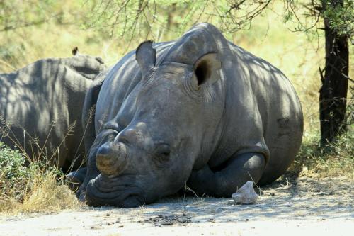 a rhino laying down on the ground at Big Cave Camp in Matopos
