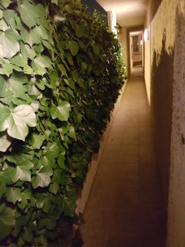 a hallway with a green ivy wall at Studio BORDEAUX ST AUGUSTIN in Bordeaux