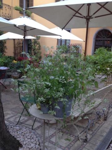 a group of plants sitting on a table under an umbrella at Albergo Residence Perosi in Tortona