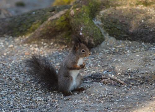 a squirrel sitting on the ground eating a nut at Landhaus Almidyll in Seefeld in Tirol