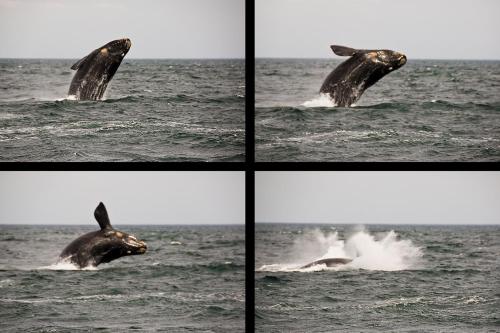 a group of four pictures of a dolphin in the ocean at Hotel Península Valdés in Puerto Madryn