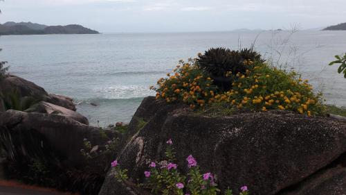 a bunch of flowers on a rock by the ocean at Jardin Marron in Baie Sainte Anne