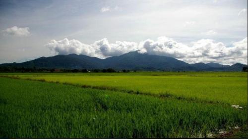 a field of green grass with mountains in the background at Barakah Homestay in Alor Setar