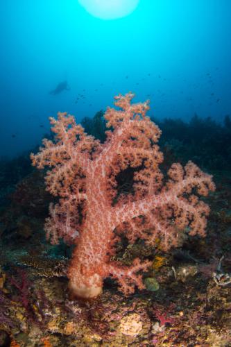 a starfish on a reef in the ocean at Punta Bulata White Beach Resort & Spa in Sipalay