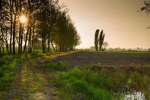 a dirt road with trees and the sun in the distance at B&B Nascondino in Goito