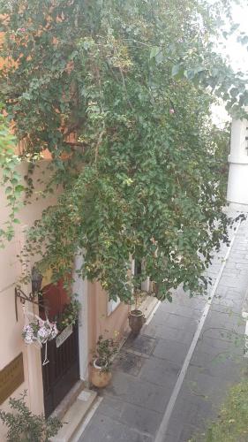 a tree in front of a building with plants at Studio Lefaki in Rethymno Town
