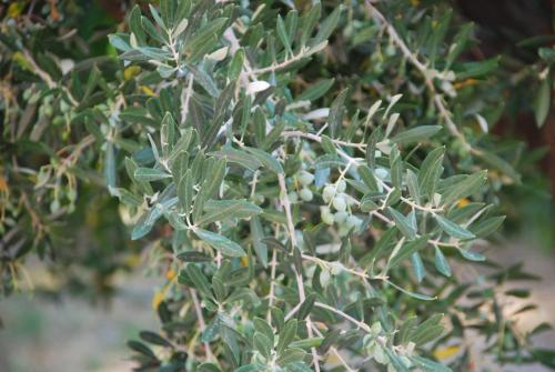 a tree with green leaves and white flowers on it at Anatoli Labreon in Agia Marina