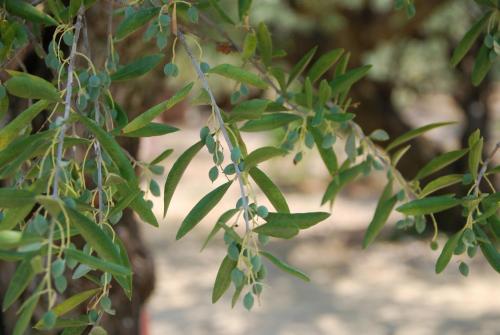 a branch of a tree with green leaves at Anatoli Labreon in Agia Marina