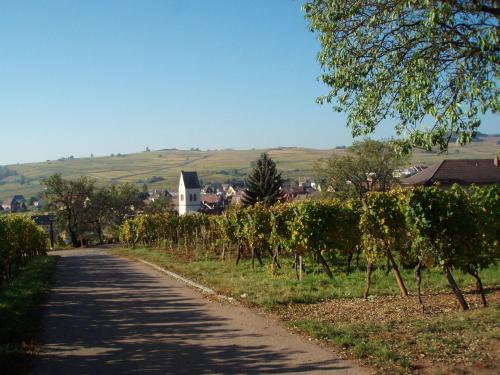 a road with a bunch of trees and a house at gîtes au domaine Greiner in Mittelwihr