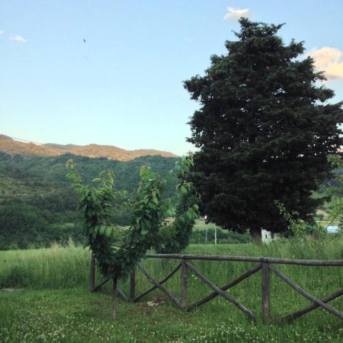 a tree growing on a fence next to a tree at La Locanda Della Campanara in Santa Sofia