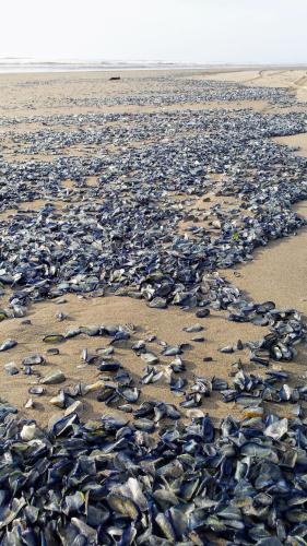 a large group of seals on the beach at Historic 1920s Cabin in Long Beach