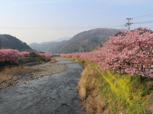 a river with pink trees on the side of it at Hotel Izukyu in Shimoda