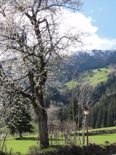 a tree in a field next to a lamp at Apart Alpensonne in Zellberg