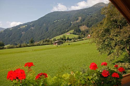 a green field with red flowers and mountains in the background at Apart Alpensonne in Zellberg
