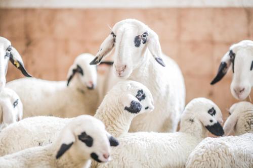 a herd of white sheep standing next to each other at Pichlerhof in Valle Di Casies