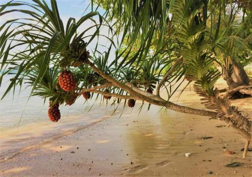 a bunch of pineapples hanging from a palm tree on a beach at Lazy Bones in Koh Rong Sanloem