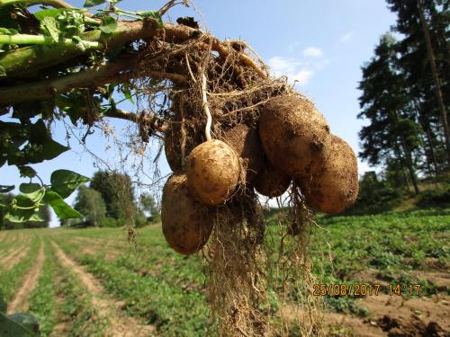 a bunch of root vegetables hanging from a tree at Prinzenhof in Grossgerungs