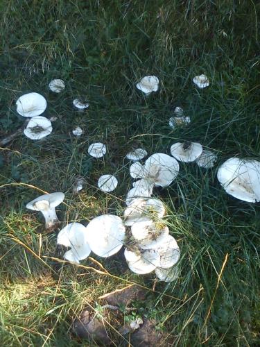 a group of white mushrooms on the grass at Apartamento Molí de Fòrnols in Fornols