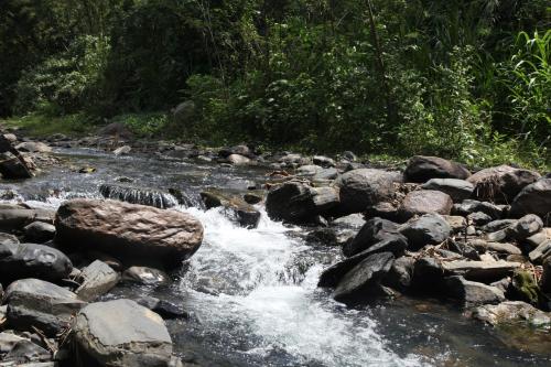 a stream of water with rocks and trees at HOTEL LA SELVA Reserva in La Vega