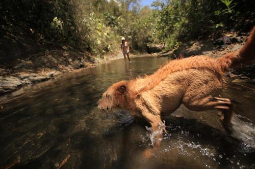 a dog running in the water with a person in the background at HOTEL LA SELVA Reserva in La Vega