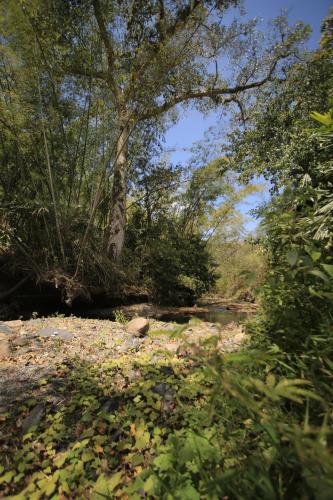 a creek with leaves on the ground and trees at HOTEL LA SELVA Reserva in La Vega