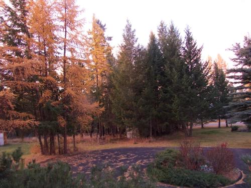 a winding road in a park with trees at End of the road B & B in Cranbrook