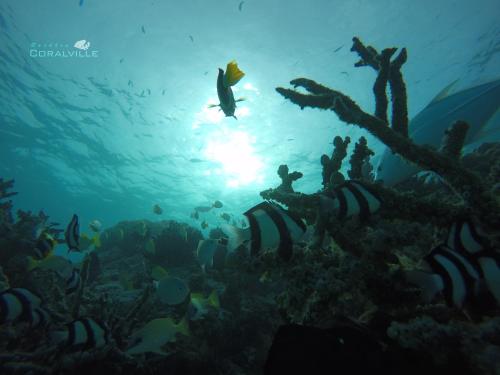 a group of people swimming over a coral reef at Rasdhoo Coralville in Rasdu